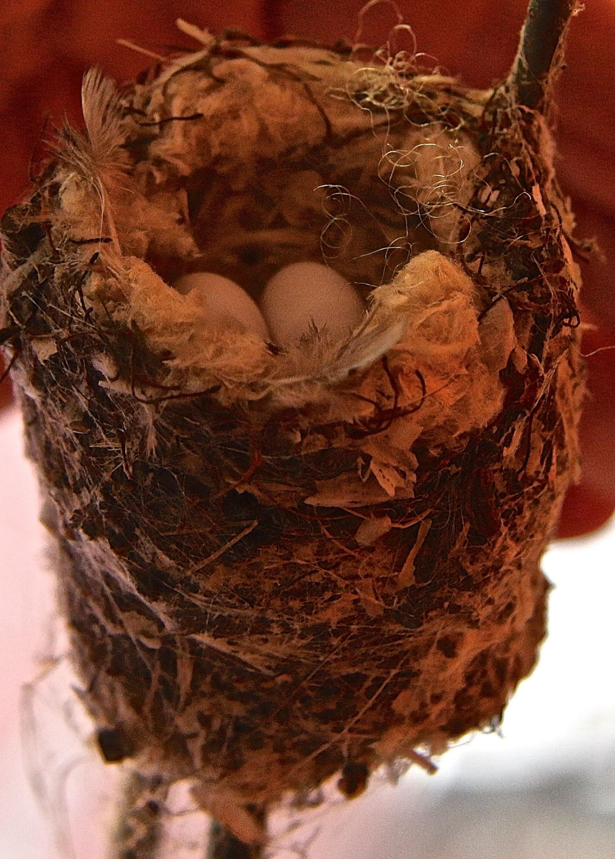 hummingbird eggs sandy driscoll.jpg